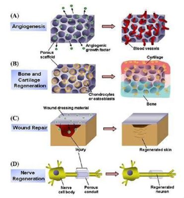 Czy Collagen - Wyjątkowy Materiał Biomedyczny dla Regeneracji Kości i tkanki skórnej?